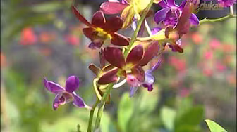 Budidaya Anggrek Komersial seg2 | Bio Agro