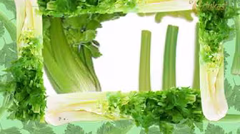 BIO AGRO BUDIDAYA SELEDRI 4