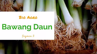 Bawang Daun seg3 | Bio Agro