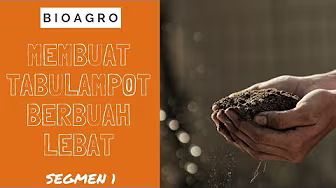 Membuat Tabulampot Berbuah Lebat seg1 | Bio Agro