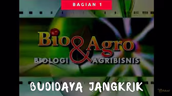BUDIDAYA JANGKRIK 1 | BIO AGRO