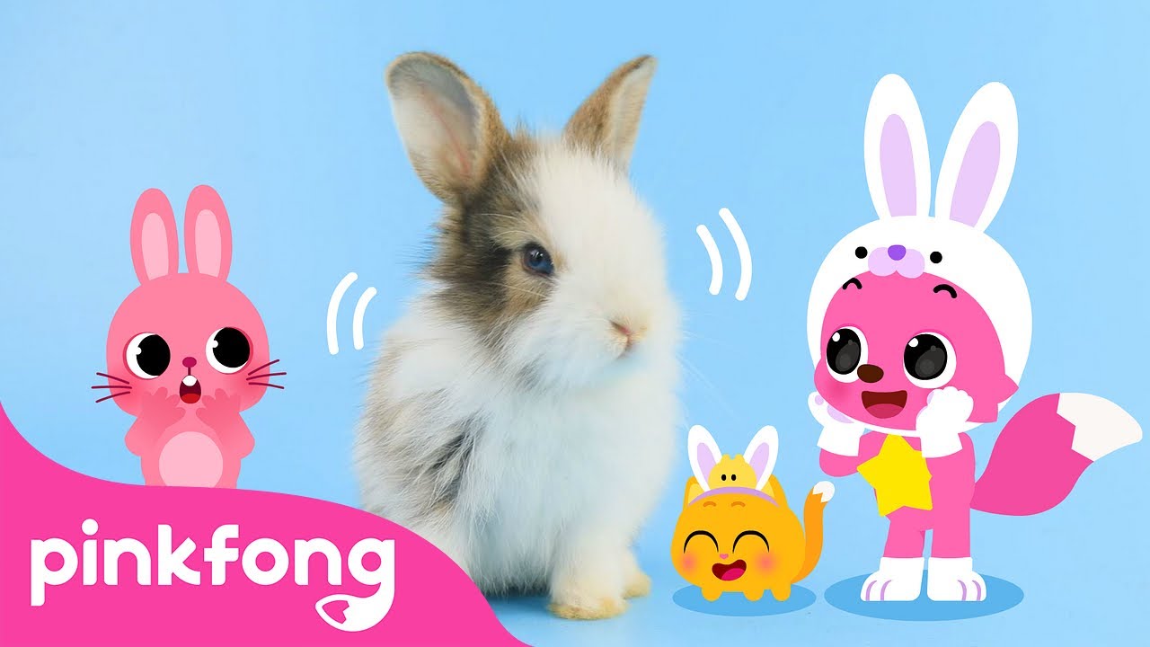Find Pinkfong's Tail! + More | Animal Songs Compilation by Pinkfong Ninimo | Pinkfong for Kids