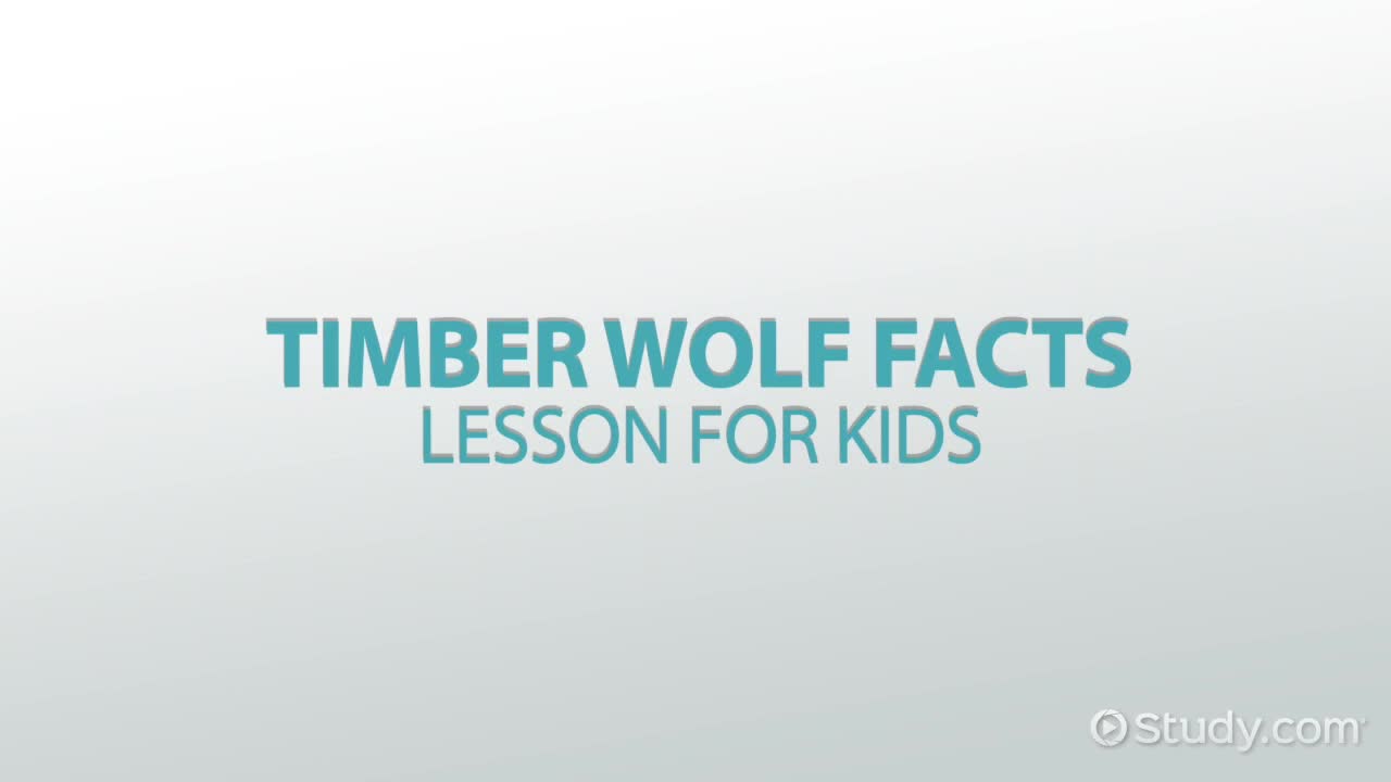 Timber Wolf Facts: Lesson for Kids