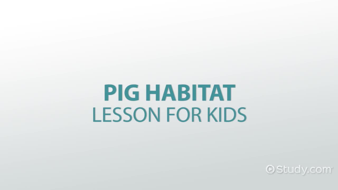 Pig Habitat Lesson for Kids