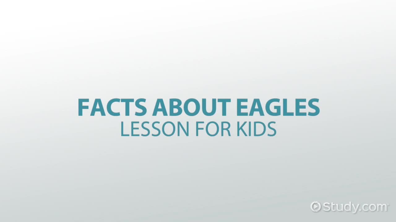 Facts About Eagles: Lesson for Kids