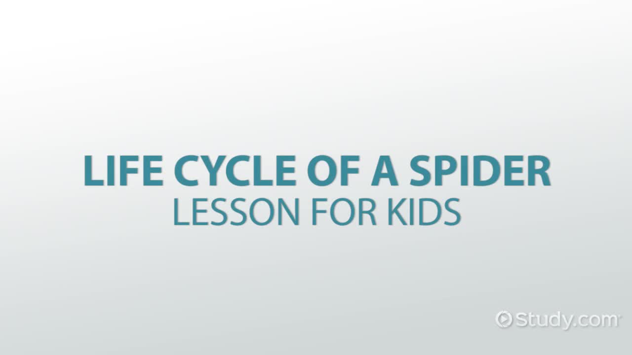 Life Cycle of a Spider: Lesson for Kids