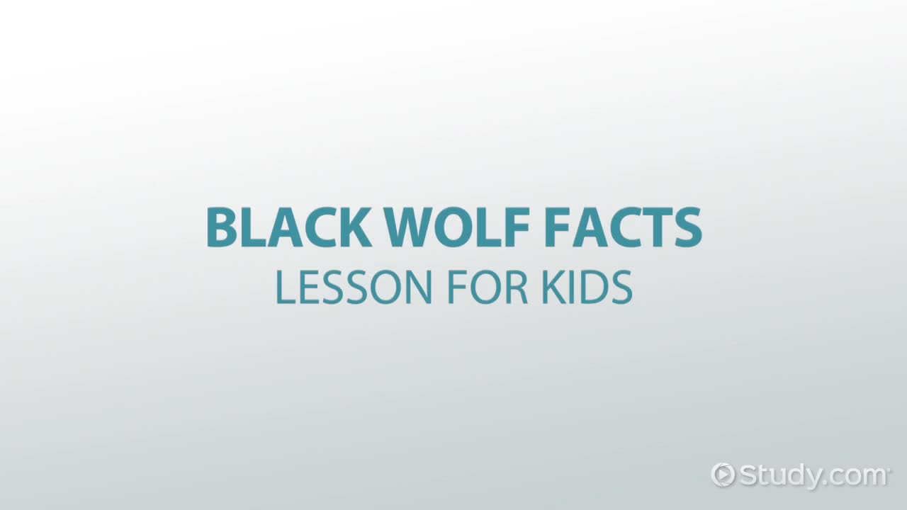 Black Wolf Facts: Lesson for Kids
