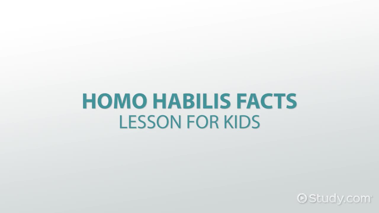 Homo Habilis Facts: Lesson for Kids