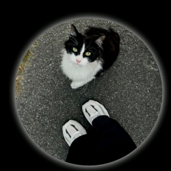 author avatar