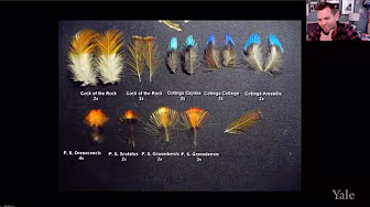 The Feather Thief: Beauty, Obsession, and the Natural History Heist of the Century