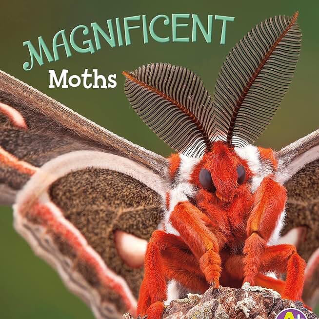 Magnificent Moths