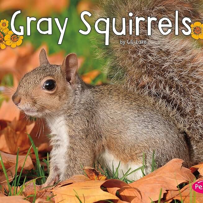 Gray Squirrels