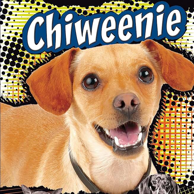 Chiweenie: A Cross Between a Chihuahua and a Dachshund