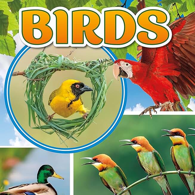Birds: My First Animal Kingdom Encyclopedias