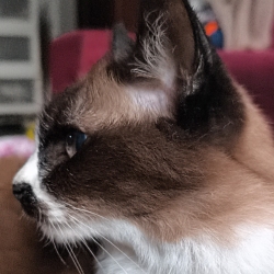 author avatar