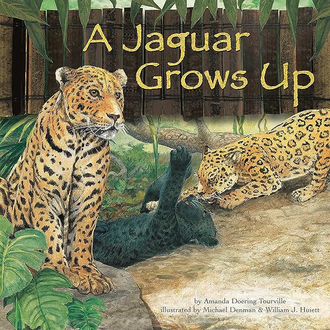A Jaguar Grows Up: Wild Animals