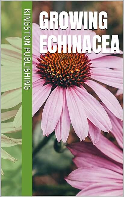 Growing Echinacea