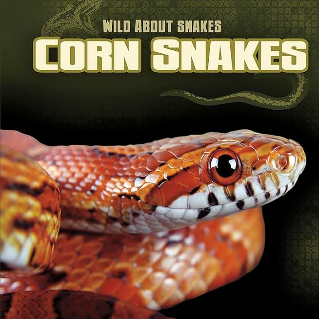Corn Snakes