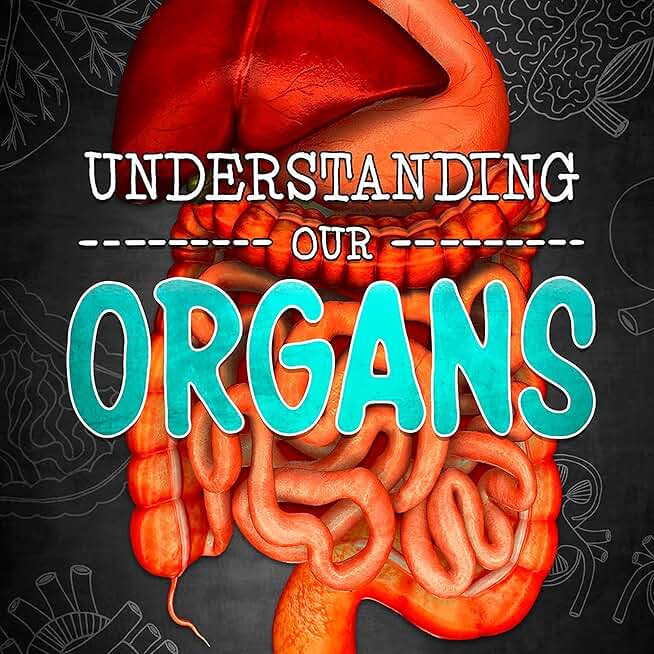Understanding Our Organs