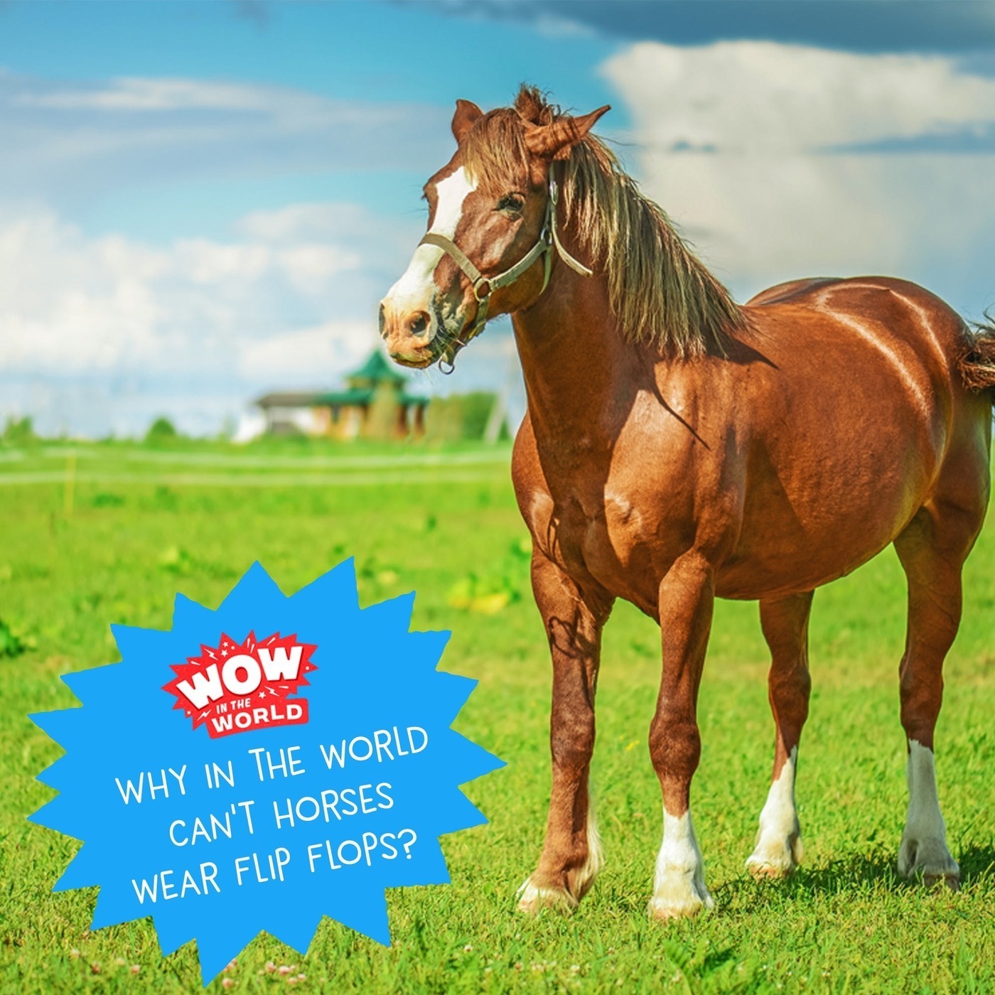 Why Horses Can't Wear Flip Flops (Encore - 11/5/18)