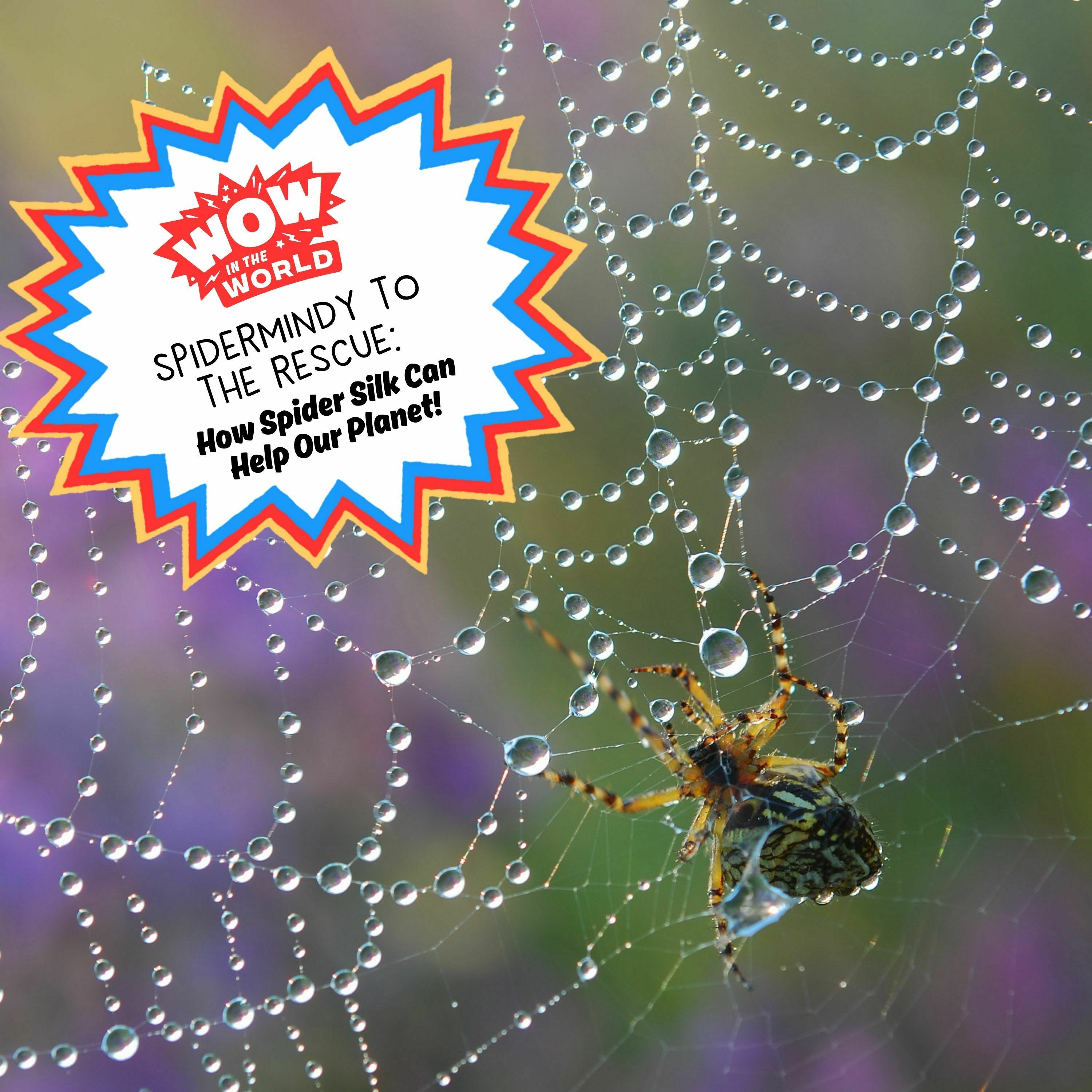 SpiderMindy to the Rescue: How Spider Silk Can Help the Planet!