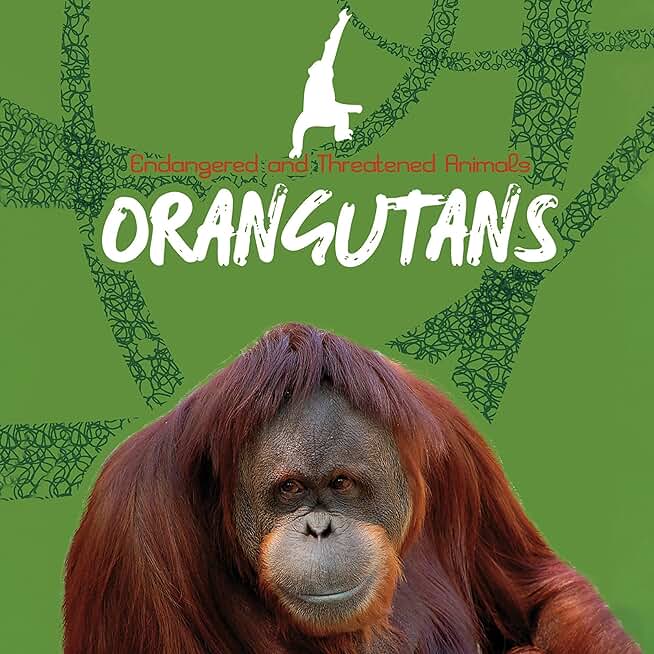 Orangutans