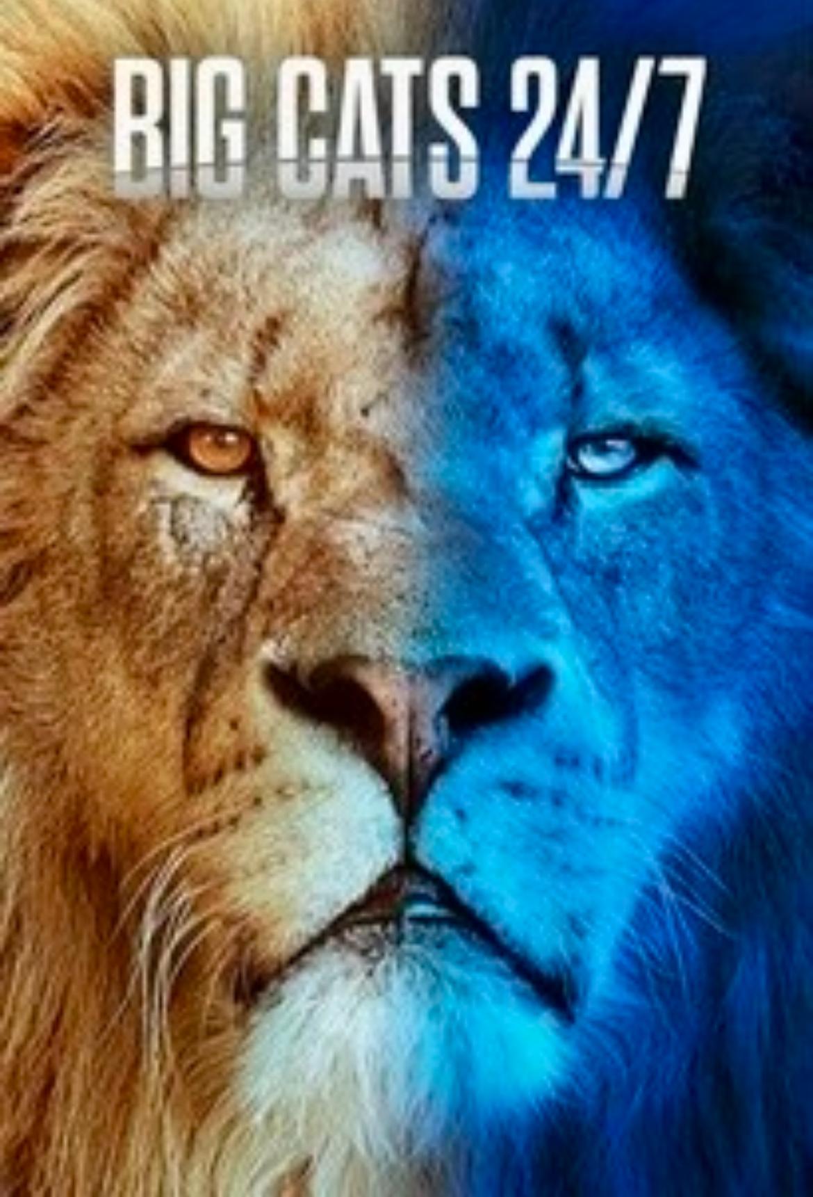 Poster Big Cats 24/7 S1-S2