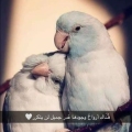 زيـﮯتون