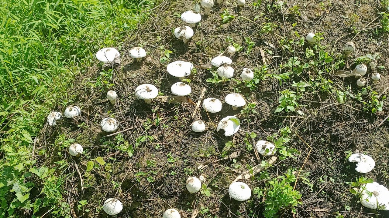 Found lots of Termite Mushrooms in my garden/Naga Rural village