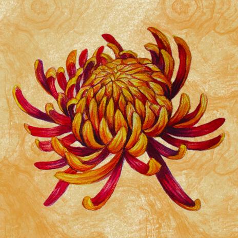 Chrysanthemum cover art