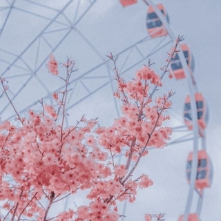 Cherry Blossom