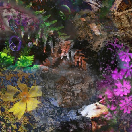 O Laço cover art