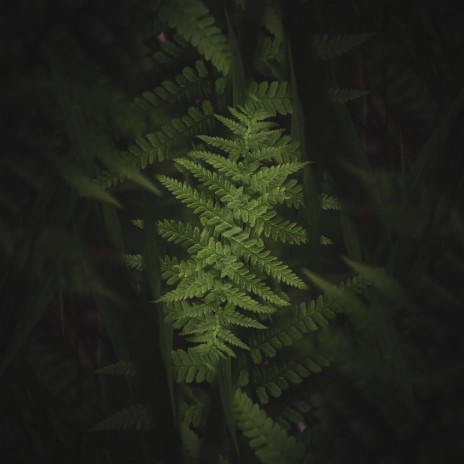 Bloom cover art