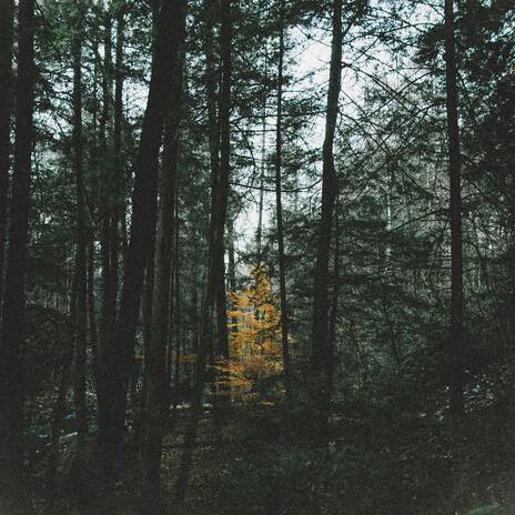 Among the Trees (Solo Version)