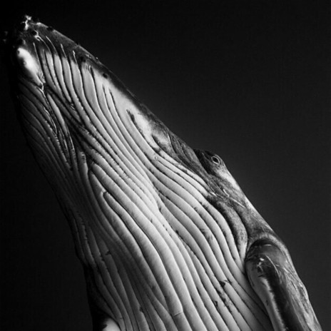 Curve cover art