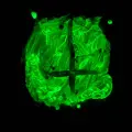 Mourn not the Lost