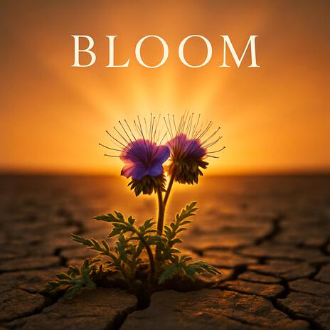 Bloom