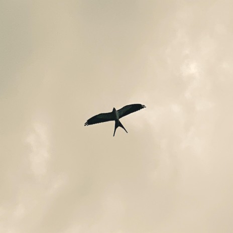 This Bird cover art