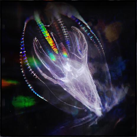 Nèreïde cover art