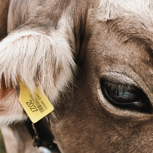 COW cover art