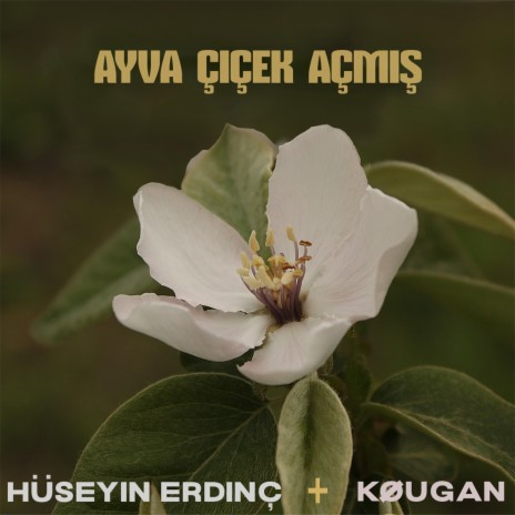 Ayva Çiçek Açmış ft. Kougan Ray