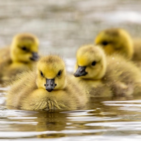 papa Mummy Ko ye Sab Chahiye cover art