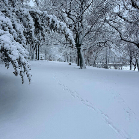Winter dreamer