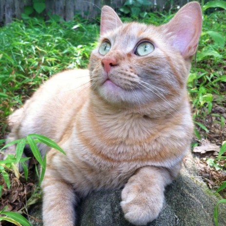 Lost Kitten City (Remastered) cover art