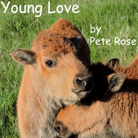 Young Love cover art
