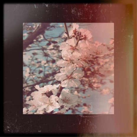 Display Case cover art
