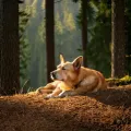 Gentle Paws Quiet Comfort ft. X-Ray Dog Music & Doggy Naptime Vibes