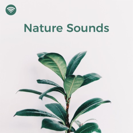 Solitude in the Wilderness ft. Nature Sounds Nature Music & Sleep Sounds of Nature cover art