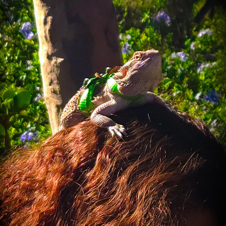Lizard on my head cover art