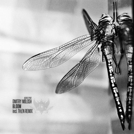 Bloom (Original Mix)